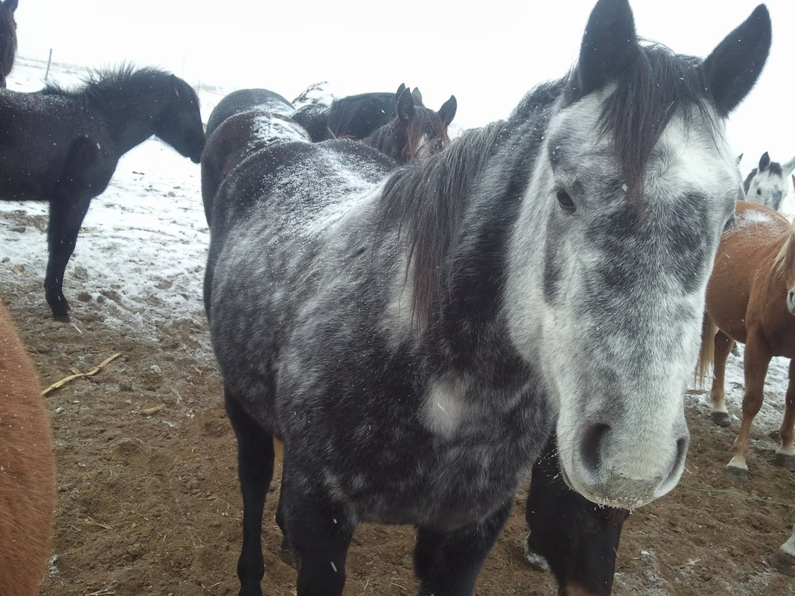 Roswell horse slaughter plant set to open despite government bovine