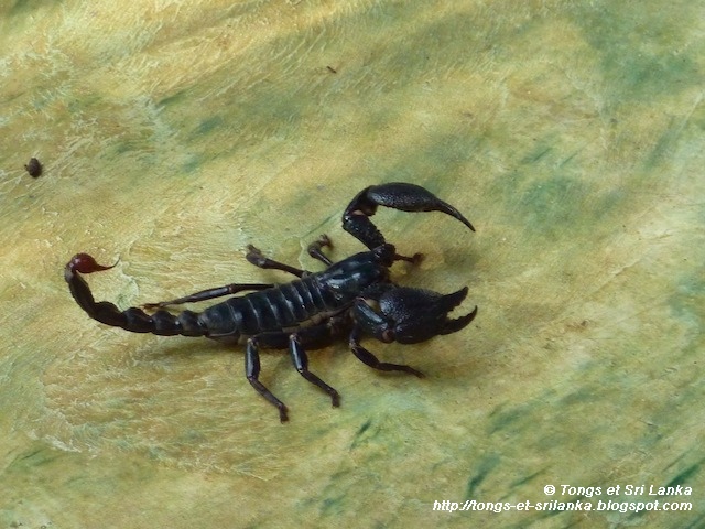 scorpion au Sri Lanka