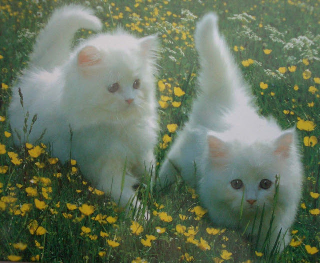 3d Kittens2