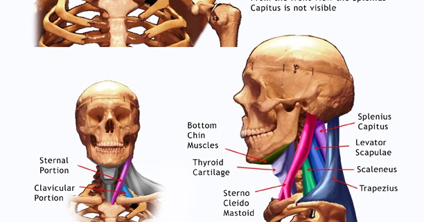 Drawsh: Neck Anatomy