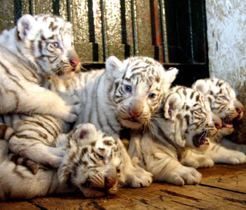 Baby+white+tiger+wallpaper