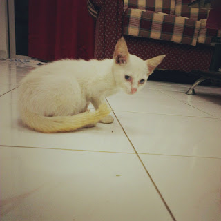 小白貓