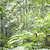 The Sinharaja Rain Forest