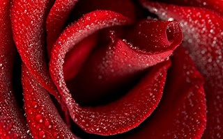 Red Rose HD Wallpapers