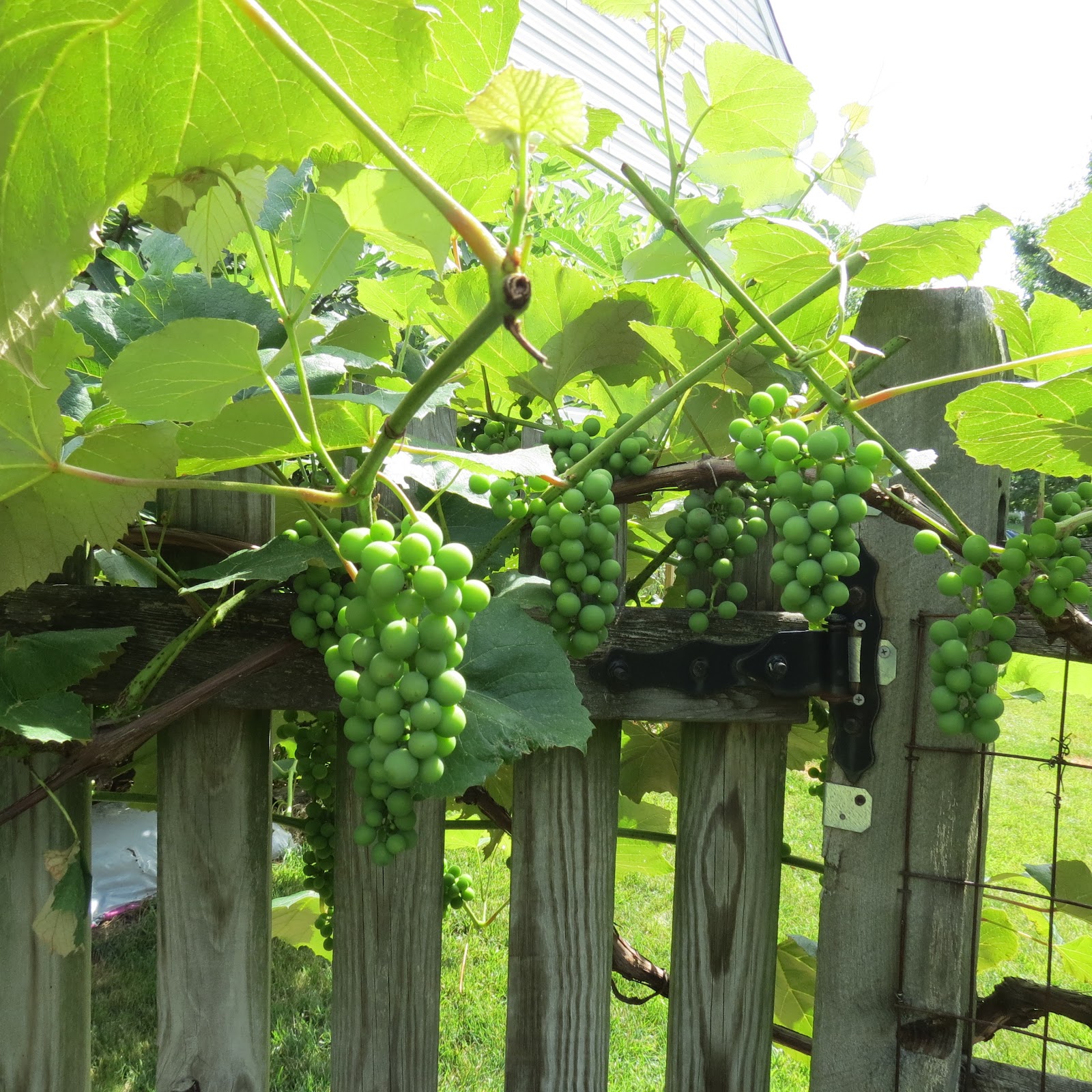 The Rusted Vegetable Garden