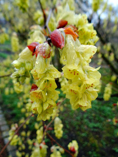 Zimozielony Ogrod Mahonie W Zimozielonym Ogrodzie