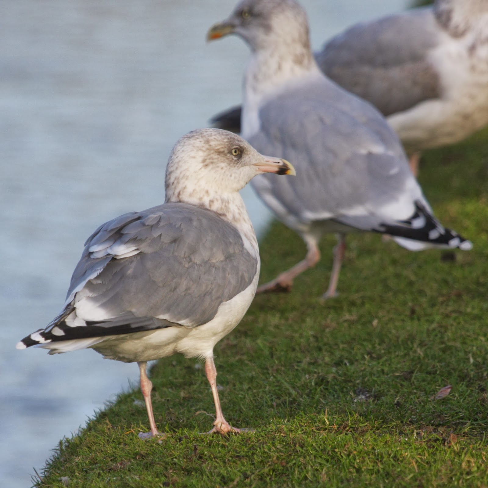 Steel grey Scandinavian Herring Gull