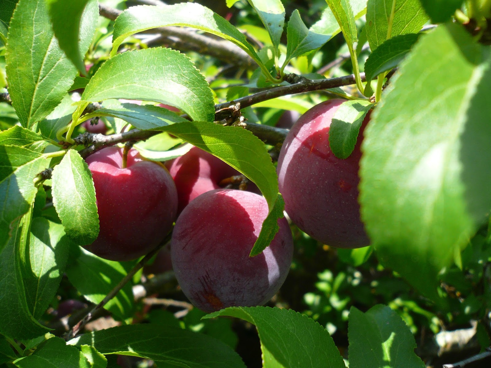 Countryman Foraging California's Wild Side Earl's Plum Jam