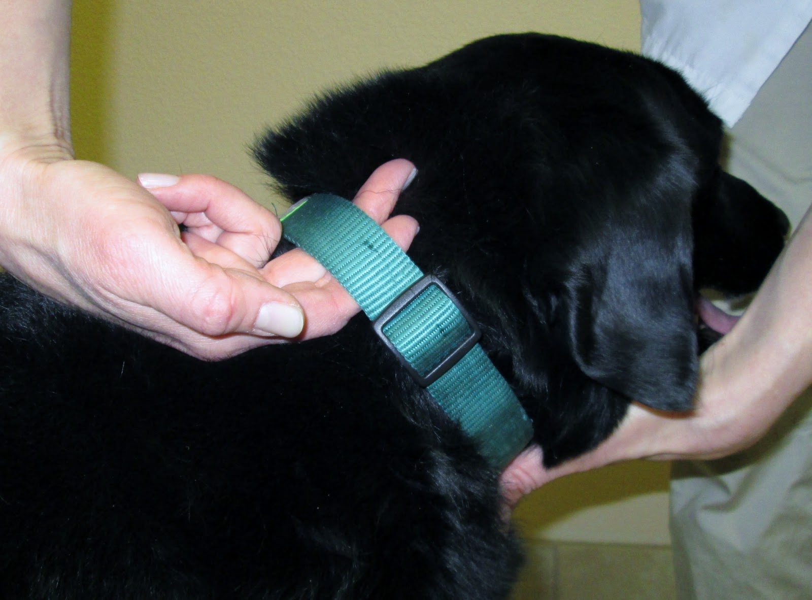 Collars + ID Tags Not just fashion accessories Humane Society of