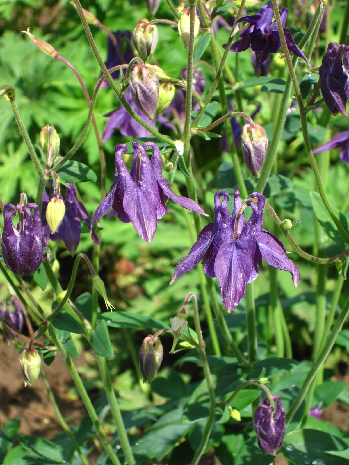 Meaning Of Flowers In Ukraine at Mandi Griffith blog