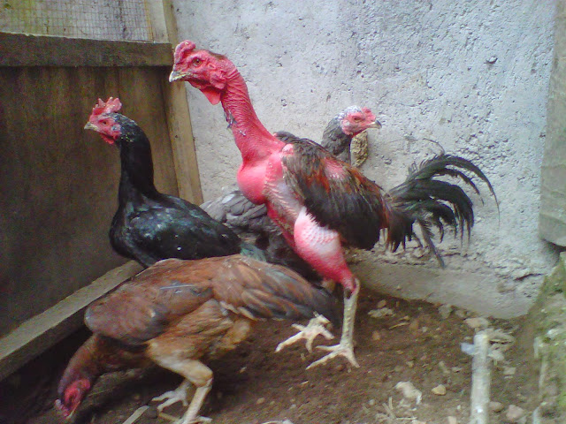 JUAL AYAM BANGKOK MURAH DAN BERKUALITAS Jesika (Indukan BK) Babon