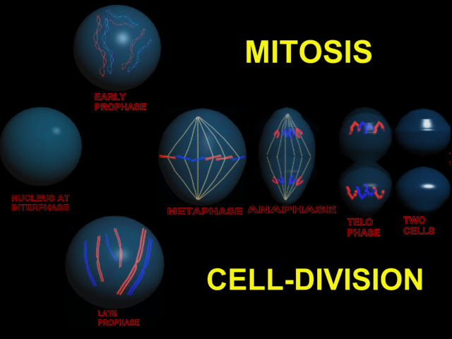 Manash (Subhaditya Edusoft): Cell Division : Mitosis and Meiosis : Birth of  new cells from old cells