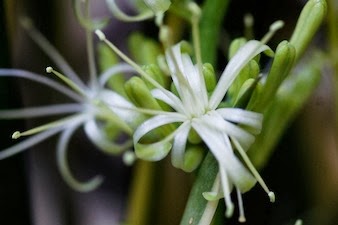 Sansevieria - Août 2013