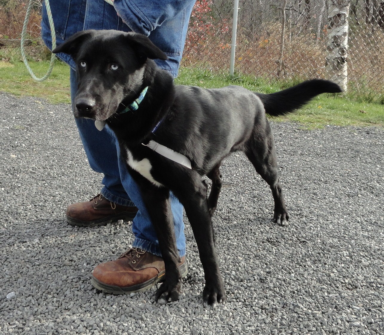 Pitbull Husky Mix Dog Training Home Dog Types