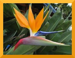 Strelitzia reginae