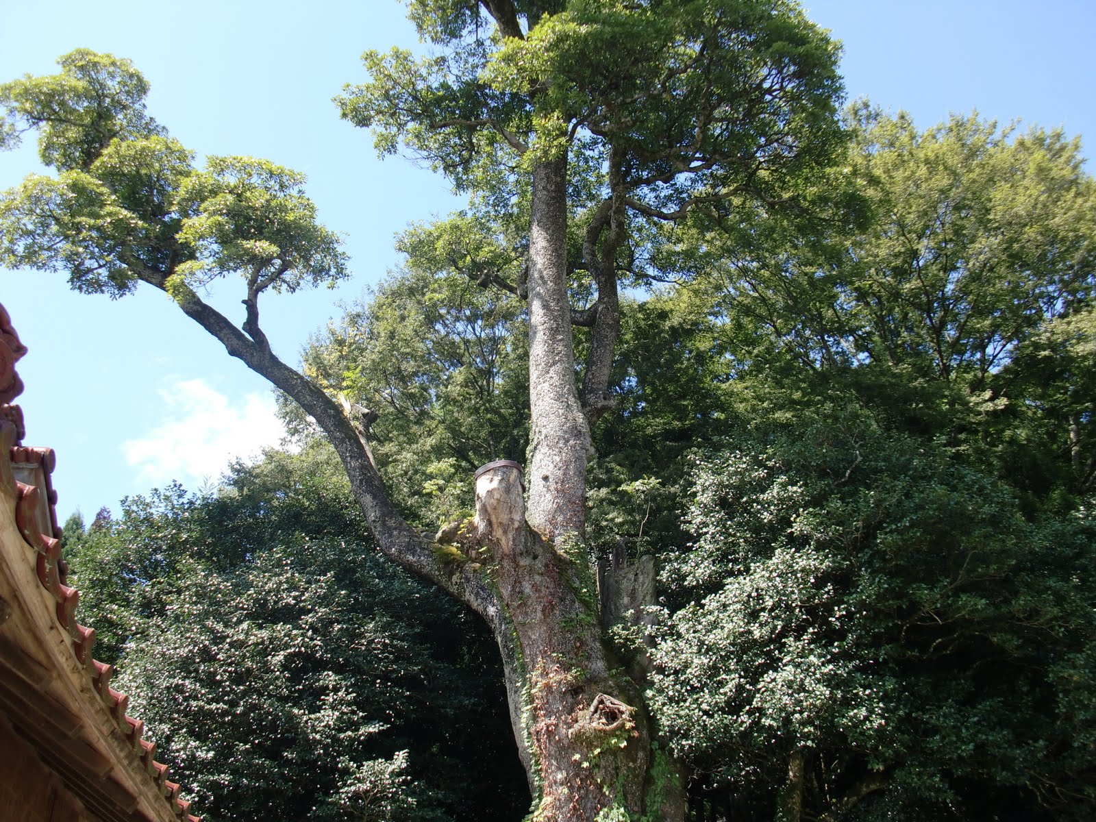 躍動と安らぎの里づくり鍋山 高龗神社のタブの木を訪ねました