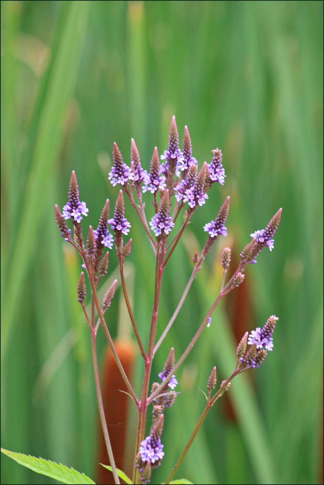 Through Carol's Lens Michigan Wildflowers in July