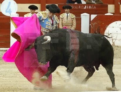 Oviedo toros