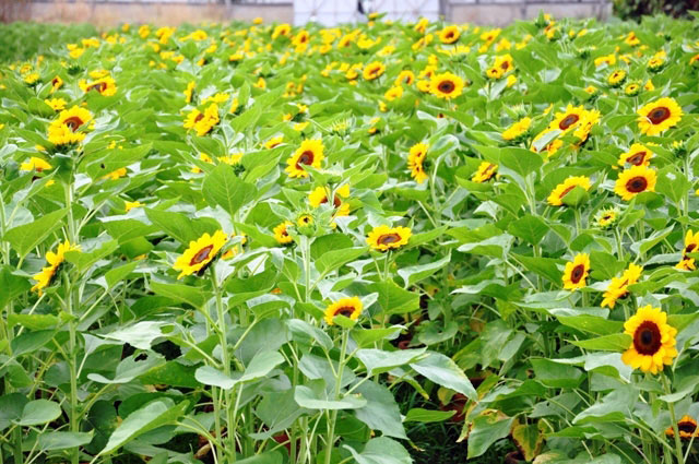 [Image: Dep-nhu-tranh-voi-canh-dong-hoa-xuan-o-Sai-Gon-5.jpg]