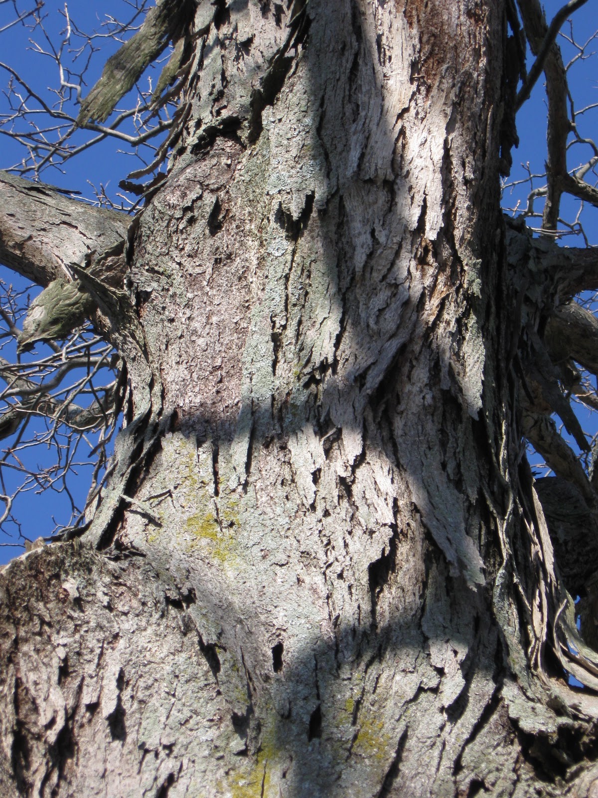 FOLKWAYS NOTEBOOK SHAGBARK HICKORY TREE PROVIDES BANQUET FOR WILDLIFE