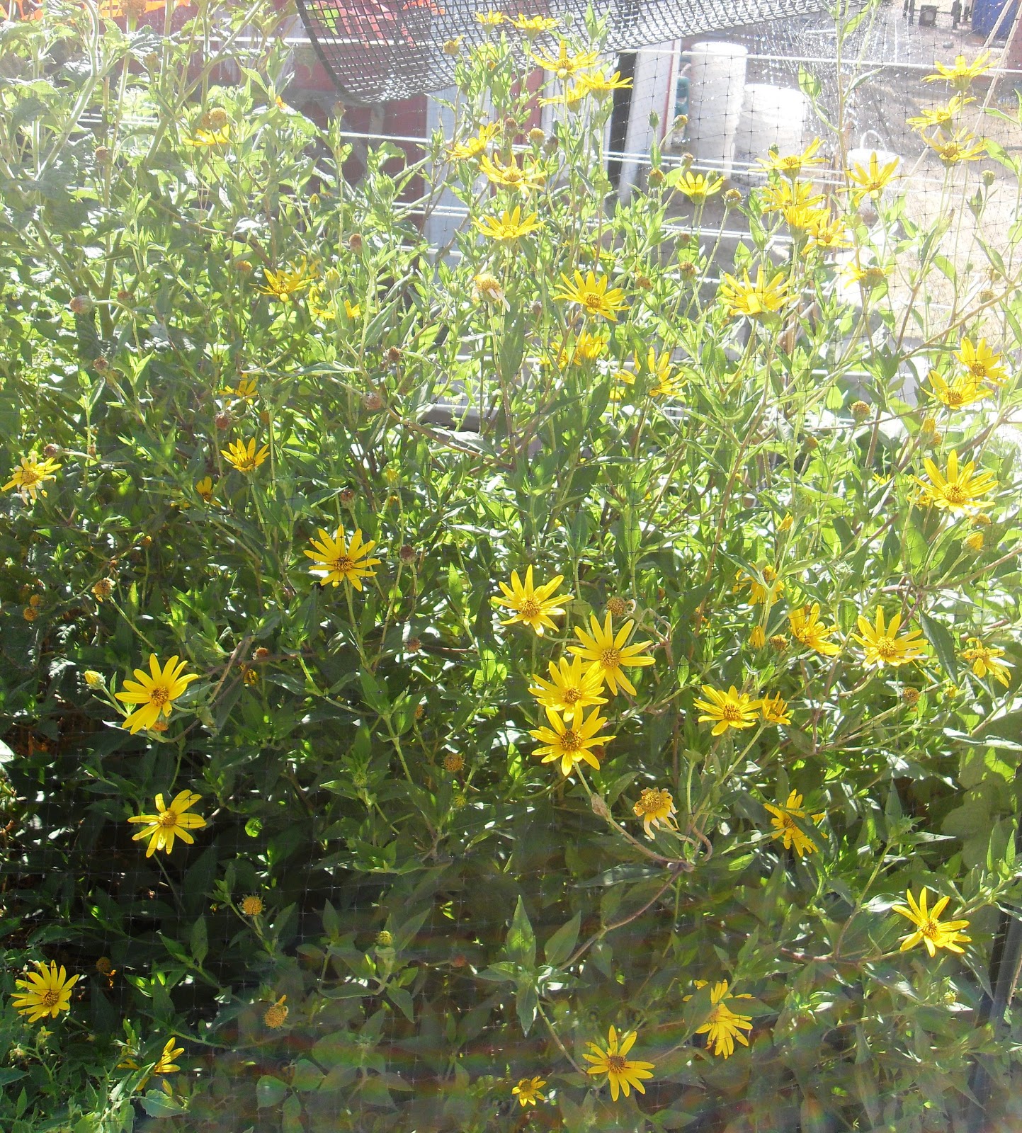 The Scientific Gardener The Jerusalem Artichoke (Helianthus tuberosus)