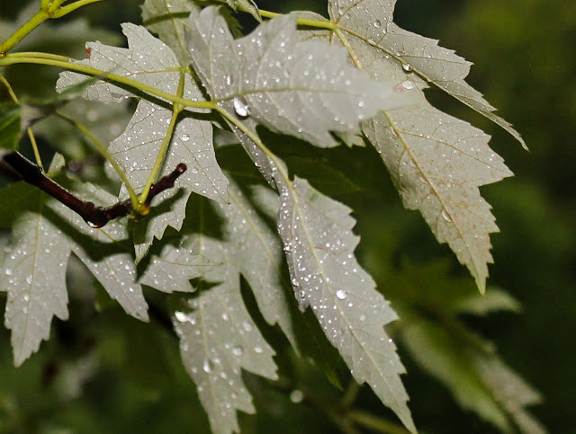 2022 silver maple leaf 2022 silver maple leaf