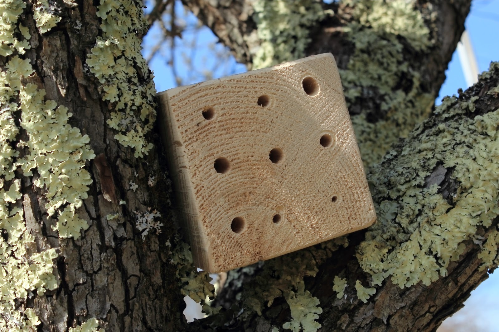 The Luddite's Apiary Bee Nesting Block noun; a piece of wood drilled