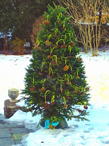 Christmas tree becomes a bird feeder