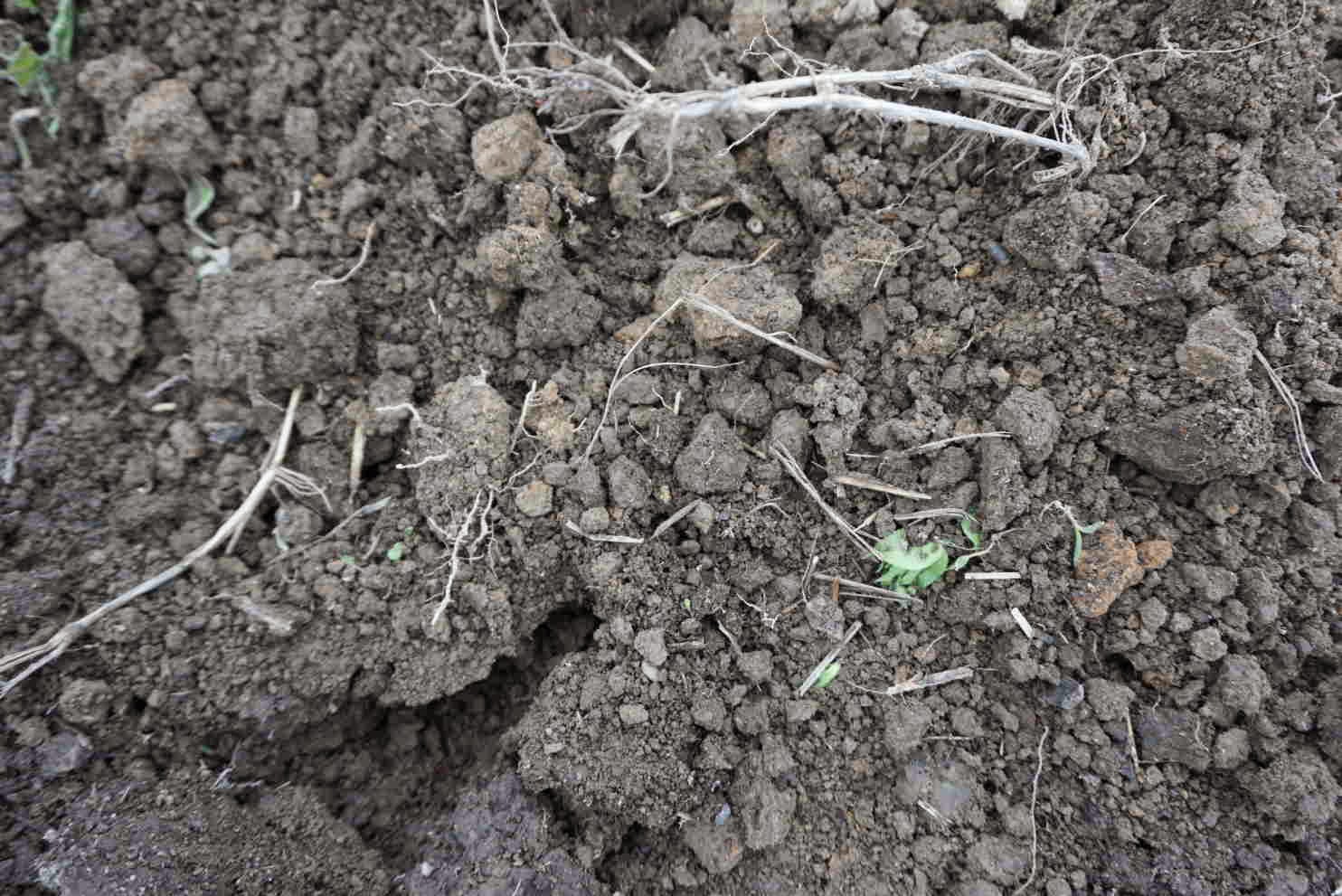 Larry Zoro No More Peat Moss/ Worm Habitat/ Help for Those Choking on