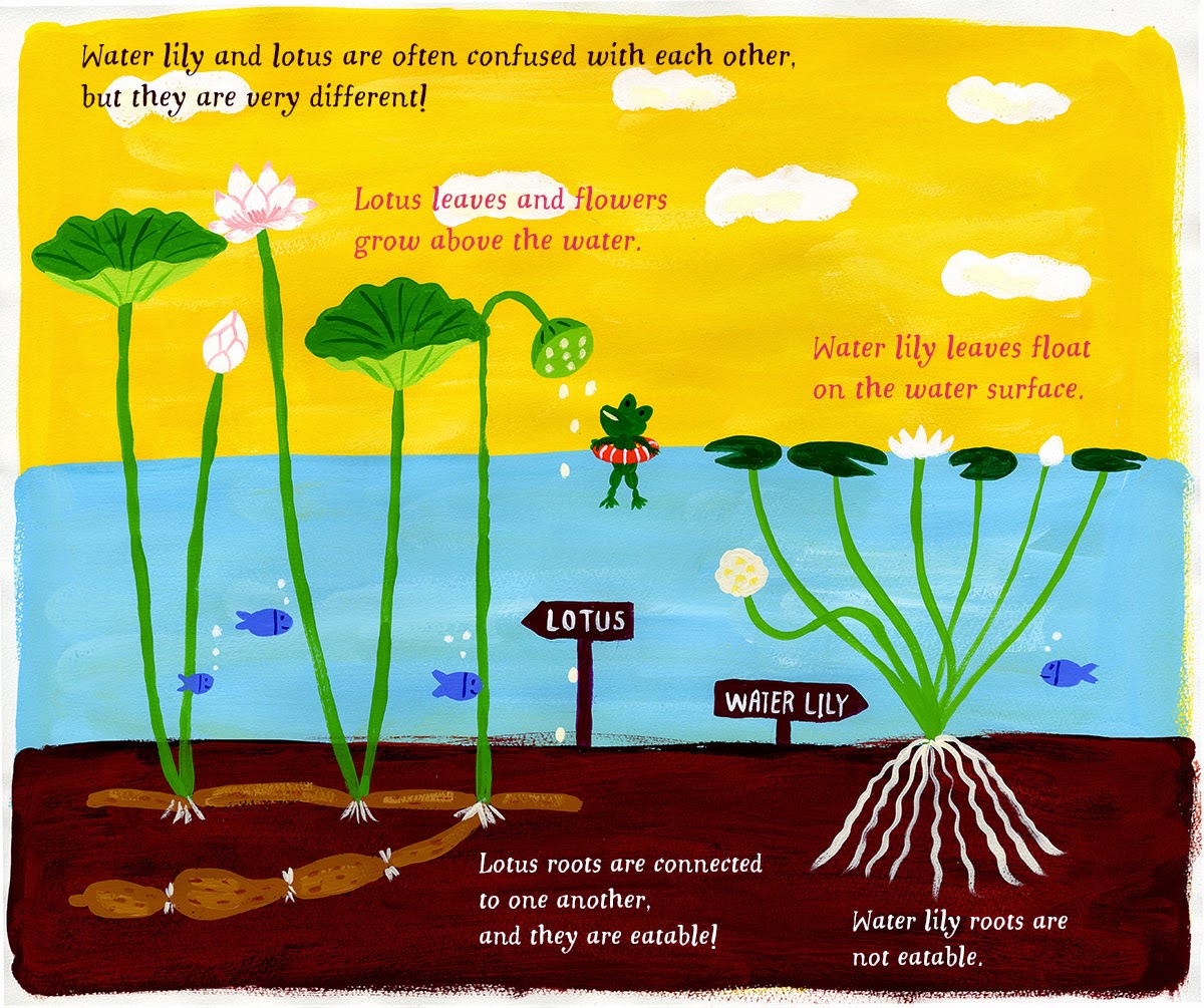 AW illustrations Lotus and Water lily