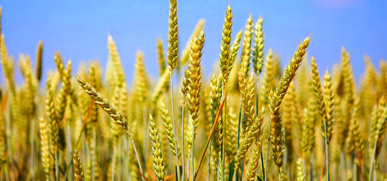 organic ginger organic turmeric bajra cultivation the new fad organic ginger organic turmeric blogger