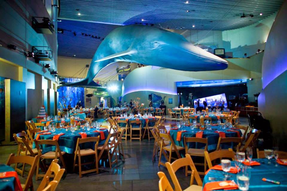 THE WONDER FAIRY A little of this A lot of that AQUARIUMS