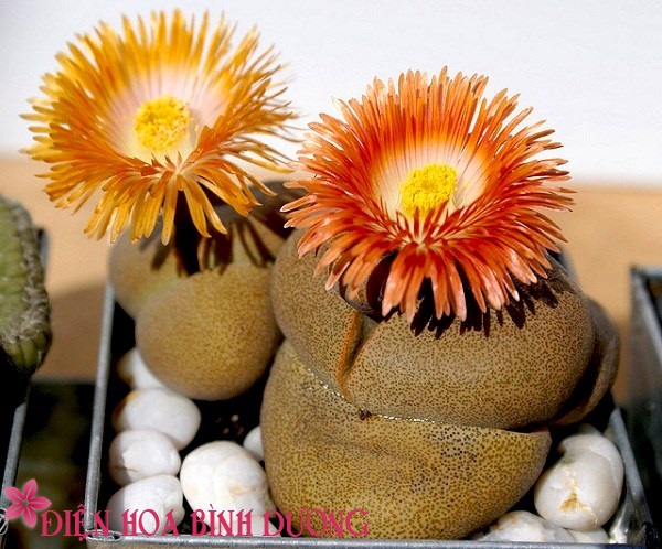 [Image: Tu-tay-trong-hoa-thach-lan-dep-trang-tri...iec-12.jpg]