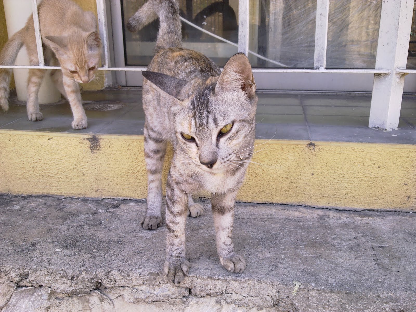 Fifie, female cat, spayed AnimalCare