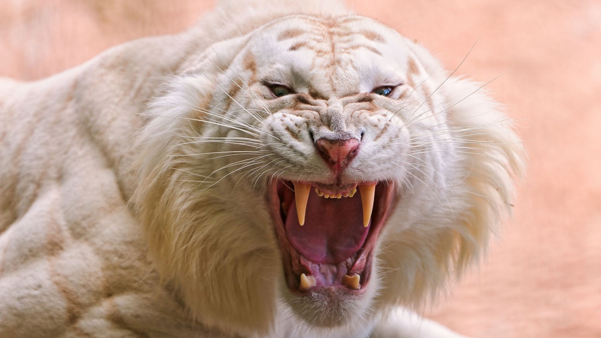 Angry white tiger - High Definition Wallpapers - HD wallpapers