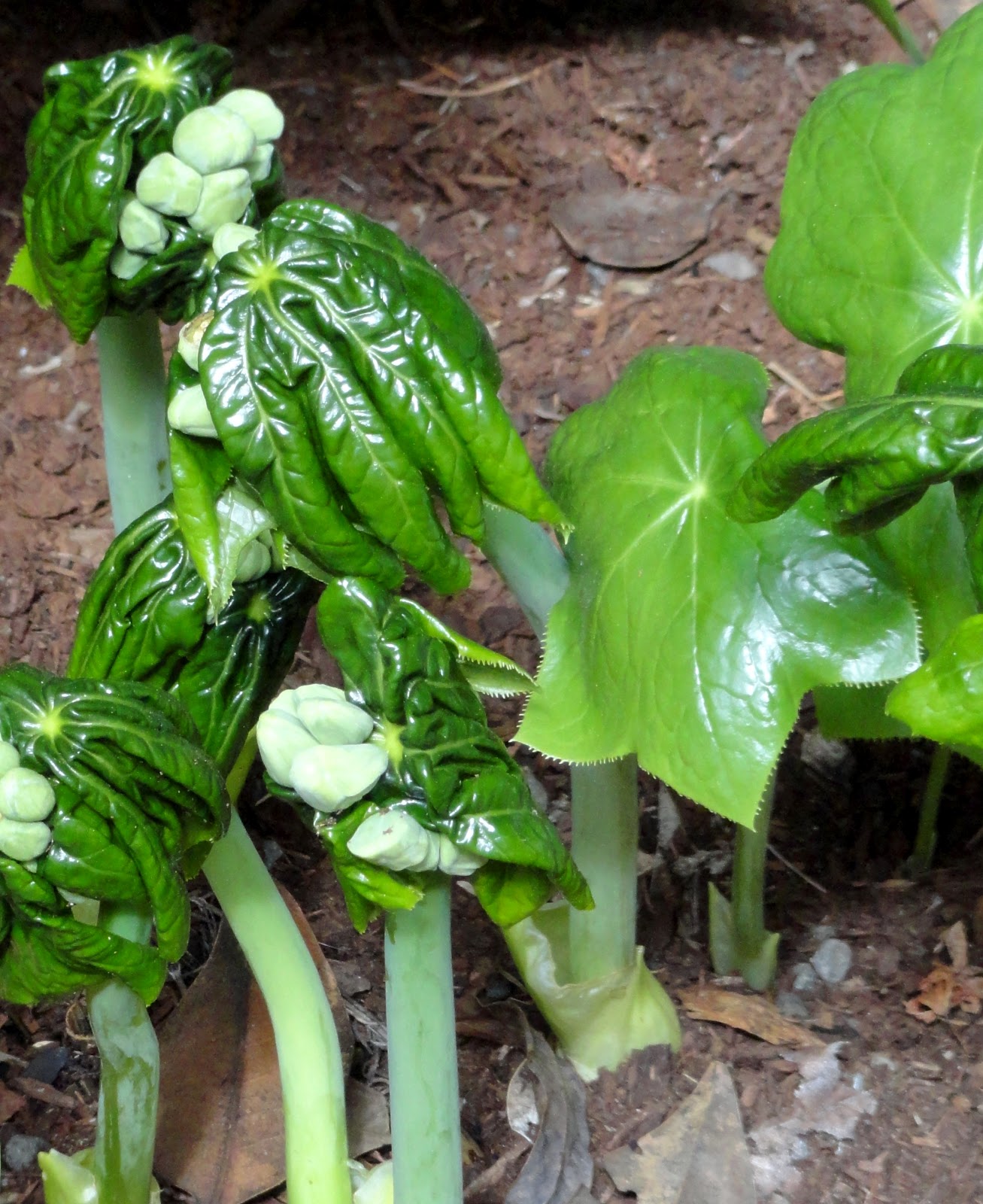 danger garden Plant Sale! And Portland’s Lan Su Classical