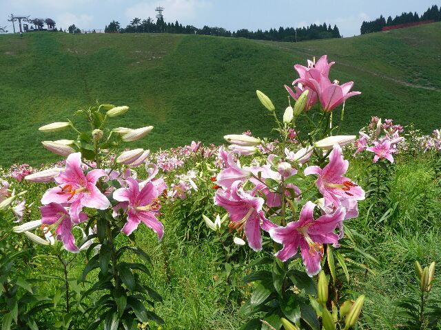 Gottuan S Room びわこ函館山ゆり園