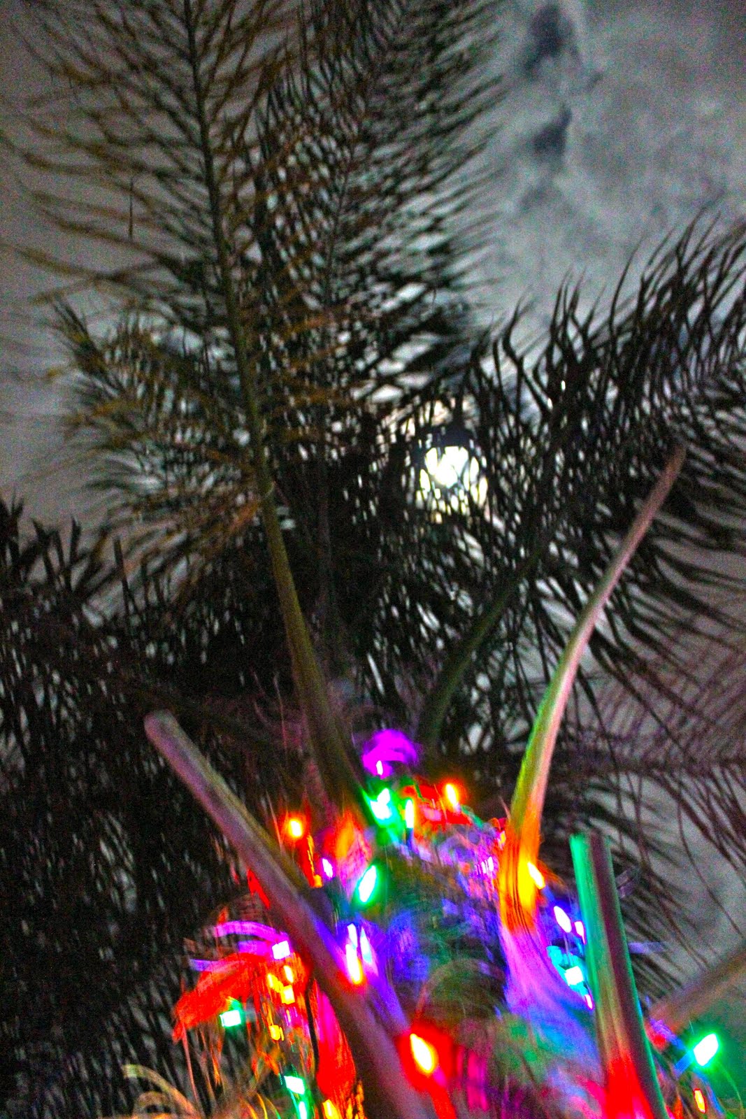 Christmas Palm Trees Phillip's Natural World