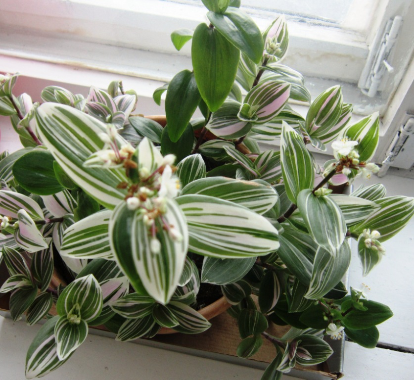 Цветок С Зелено Белыми Листьями Название Фото
