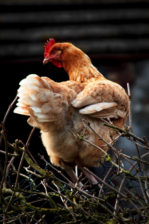 Maigrir avec la méthode Montignac phase 1. Cul de poule!