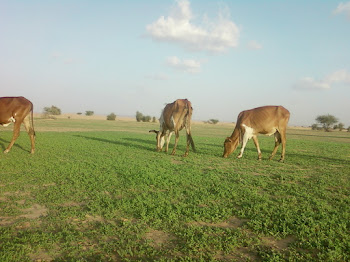 جمال الطبيعة