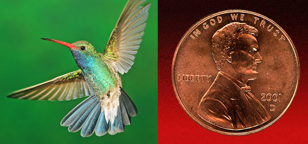 tucson audubon society blog a penny from a hummingbird tucson audubon society blog a penny from a hummingbird