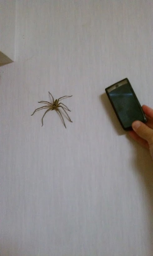 Okinawa Brown Spider