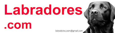 Labradores.com
