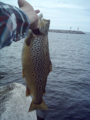 Milwaukee Brown Trout