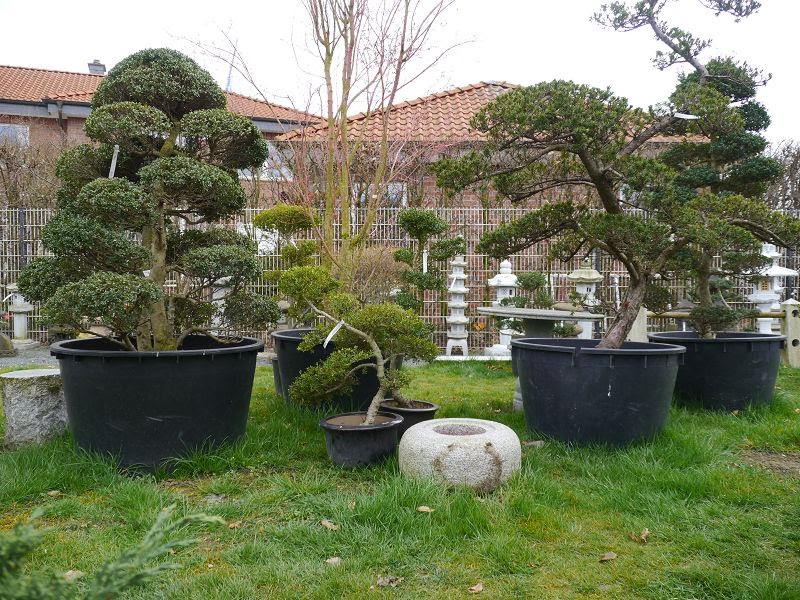 Bonsai das schönste Hobby der Welt BONSAI AUSSTELLUNG IN ASCHEBERG
