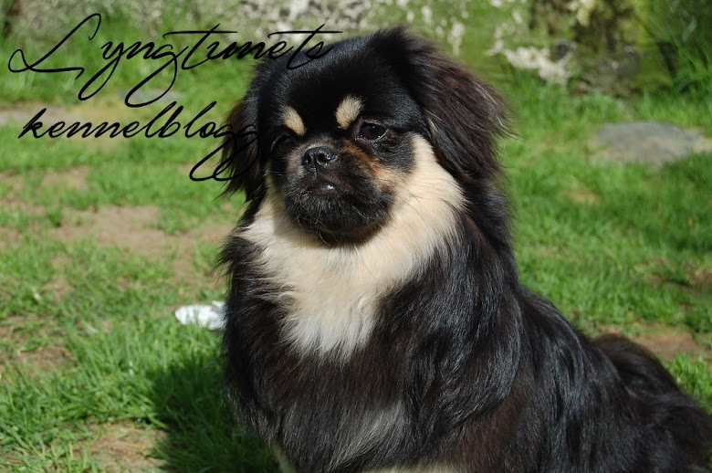 Blogg for Lyngtunet kennel