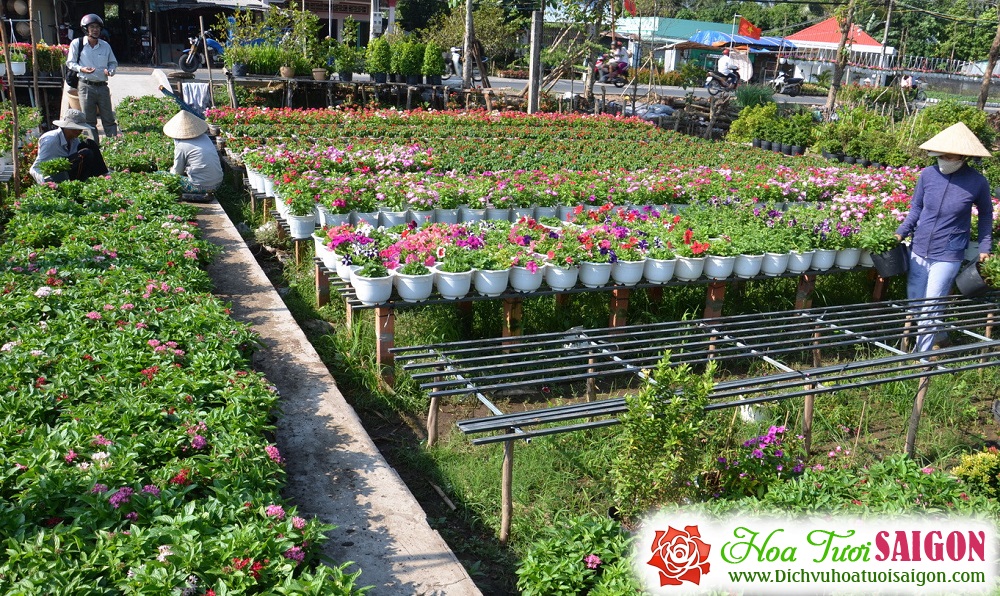 [Image: Lang-hoa-Tan-Quy-Dong-duoc-mua-hoa-tet-11.jpg]