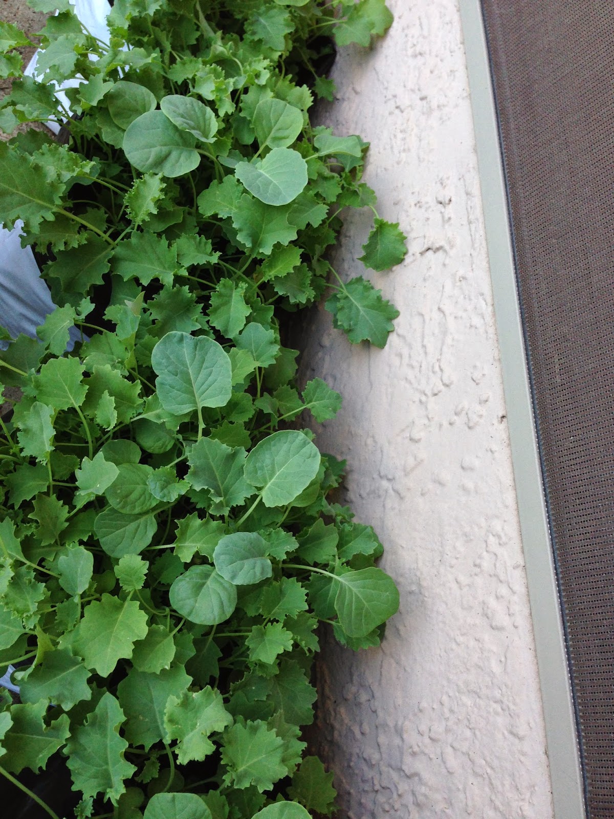 Patio Vegetable Gardener Kale Greens & Broccoli Greens Harvest