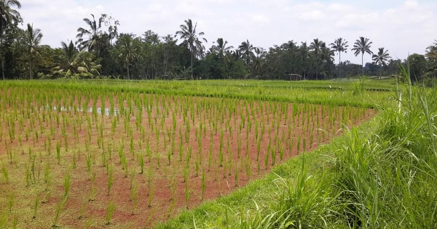 Mana Yang Lebih Menguntungkan Investasi Tanah atau Sawah? ttajm